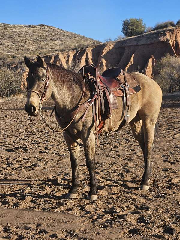 calf-roping-quarter-pony