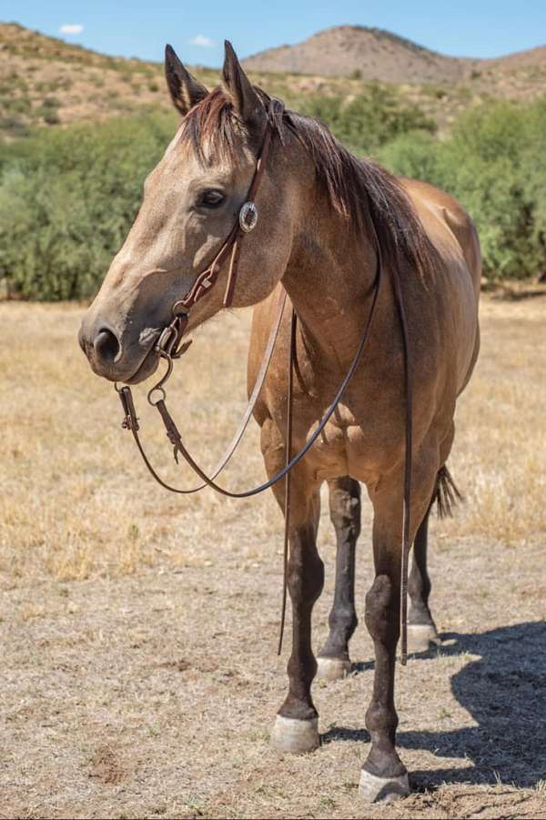 equitation-quarter-pony