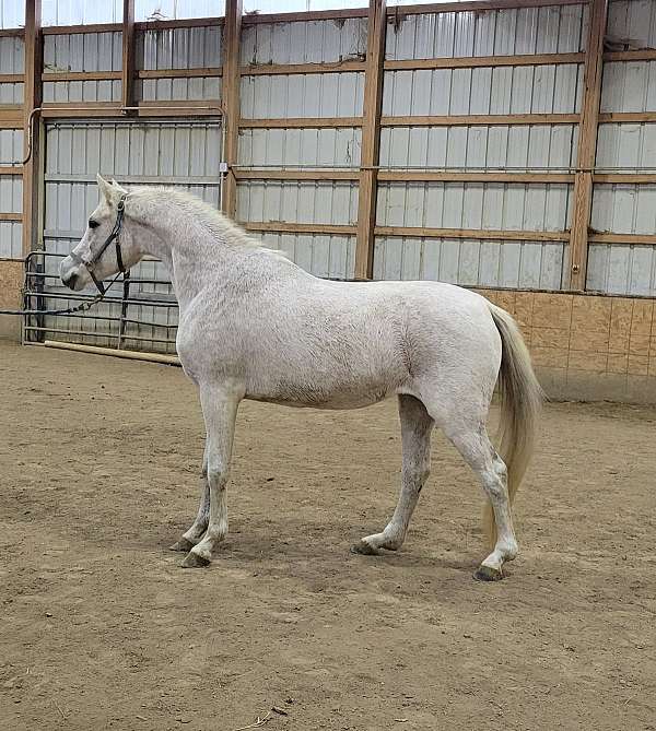 grey-arabian-mare