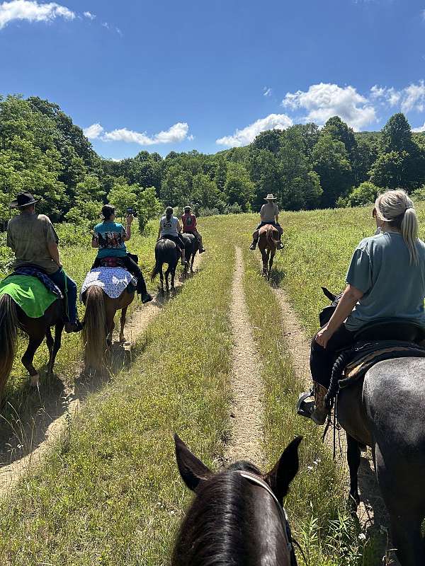 15-hand-rocky-mountain-horse