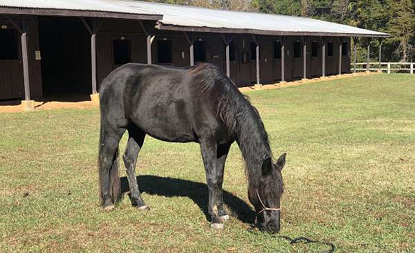 15-hand-black-horse