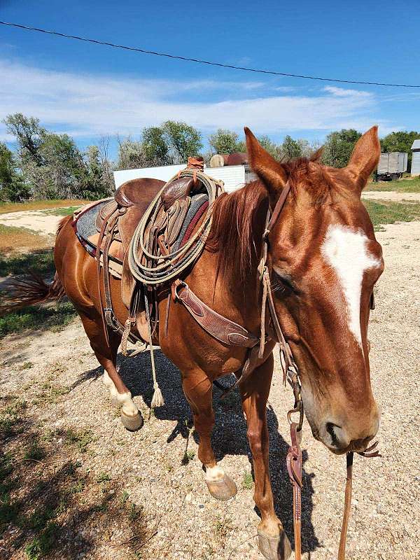 quarter-horse-gelding