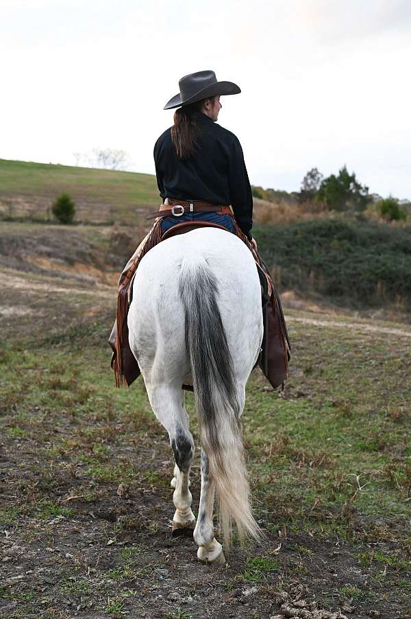 ranch-work-quarter-horse