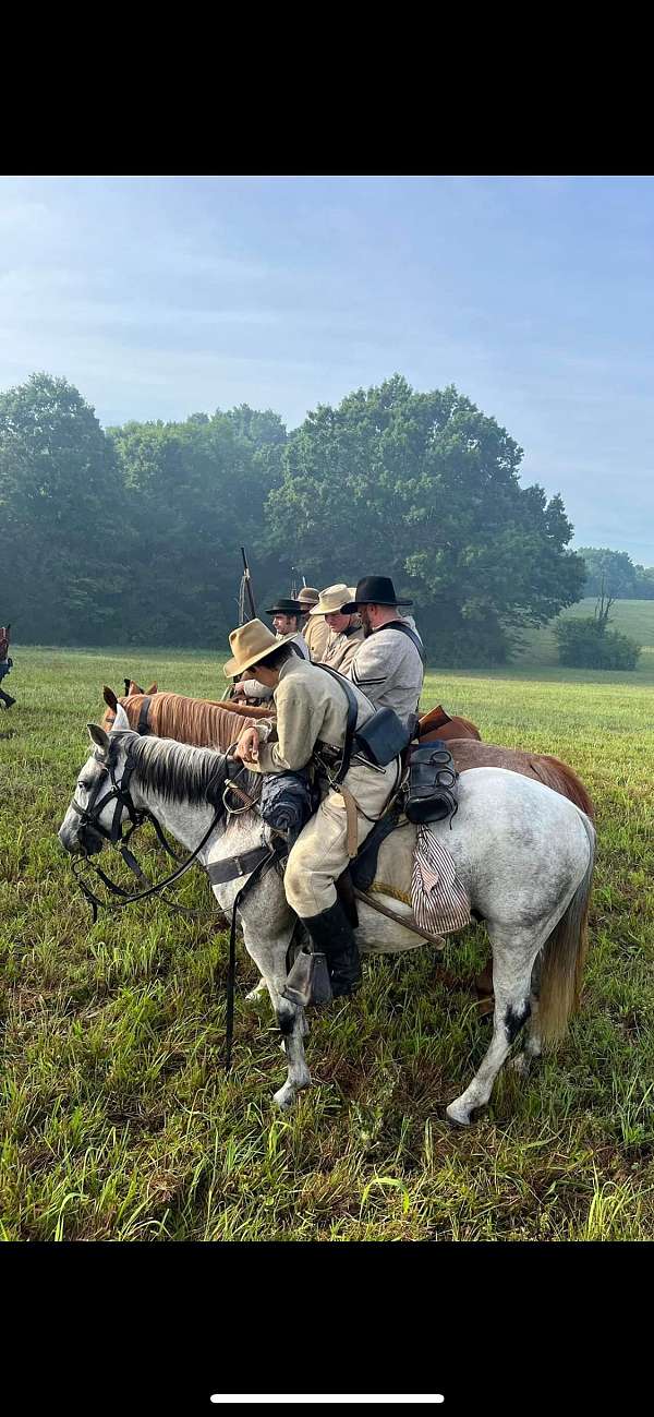 western-riding-quarter-horse