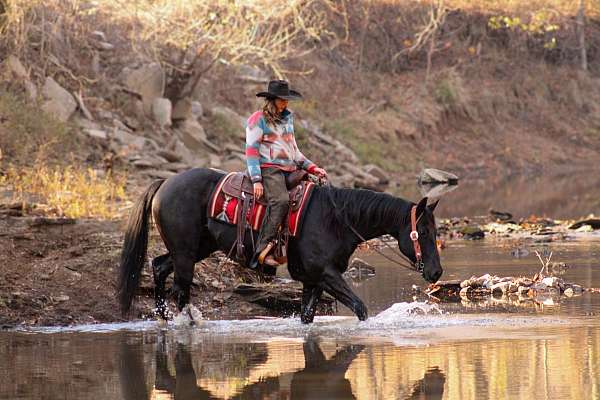 flashy-quarter-horse