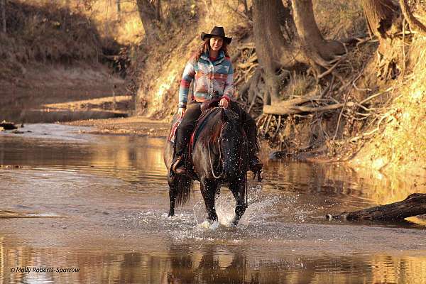 athletic-quarter-horse