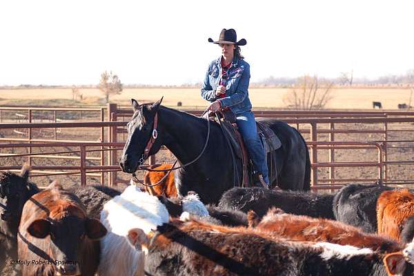 ranch-versatility-quarter-horse