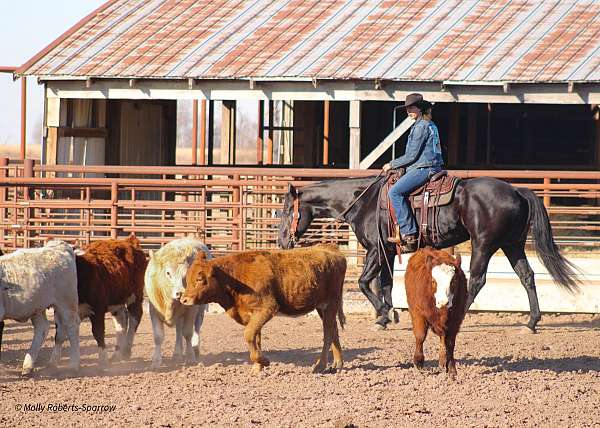 ranch-work-quarter-horse