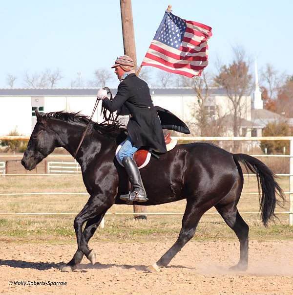 reining-quarter-horse