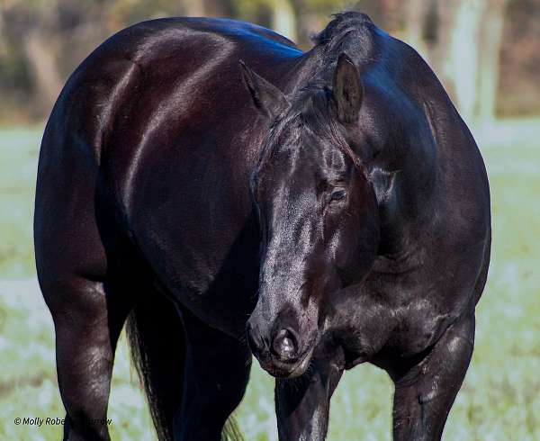 ridden-english-quarter-horse