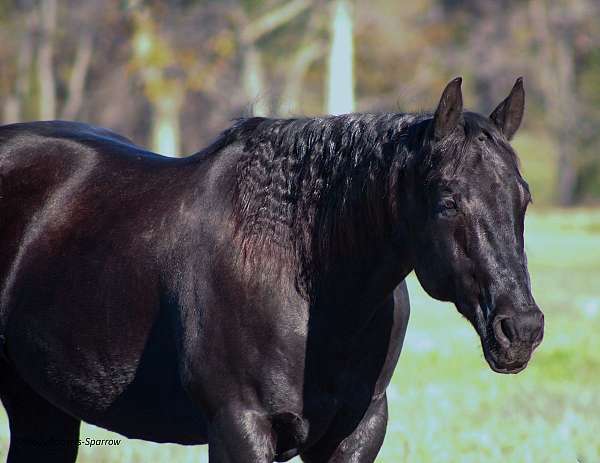 ridden-western-quarter-horse