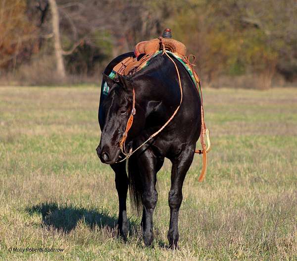 show-quarter-horse