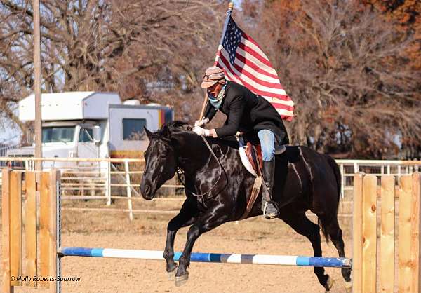 working-cow-quarter-horse