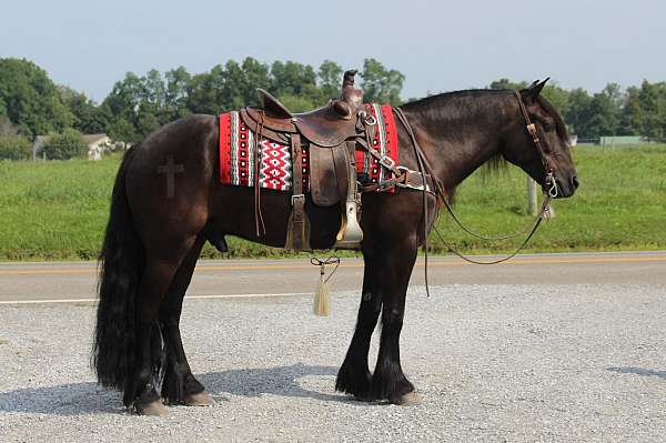 dressage-fell-pony