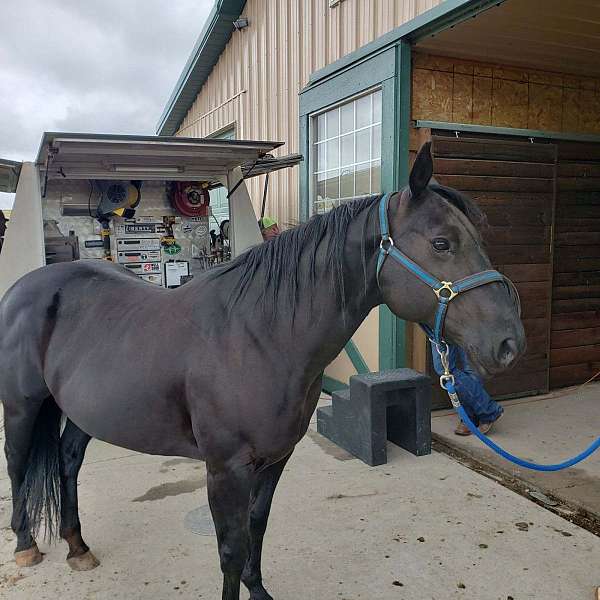 black-quarter-horse-gelding