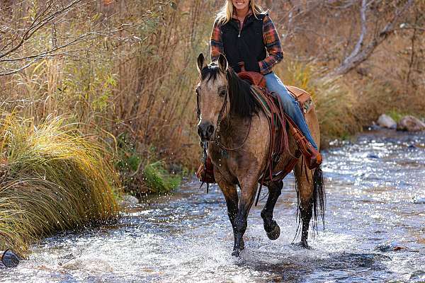 husband-safe-quarter-horse