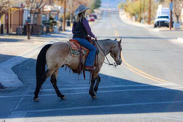 show-quarter-horse