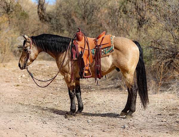 team-penning-quarter-horse