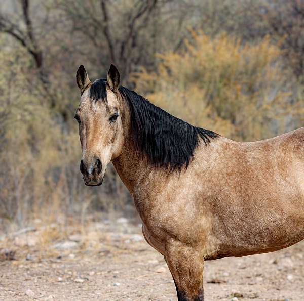 western-riding-quarter-horse