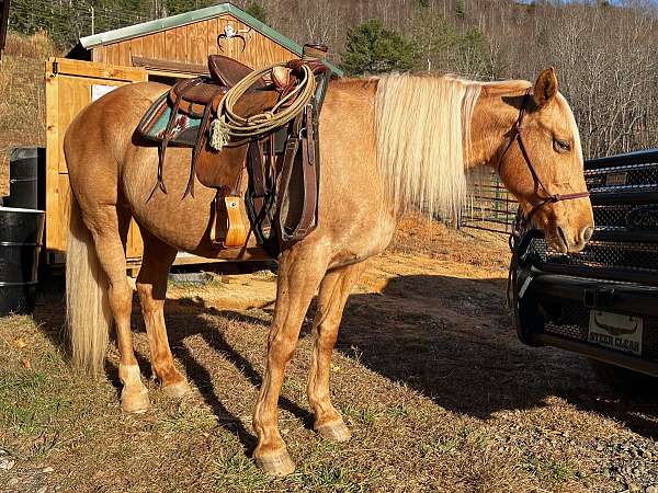 all-around-palomino-horse