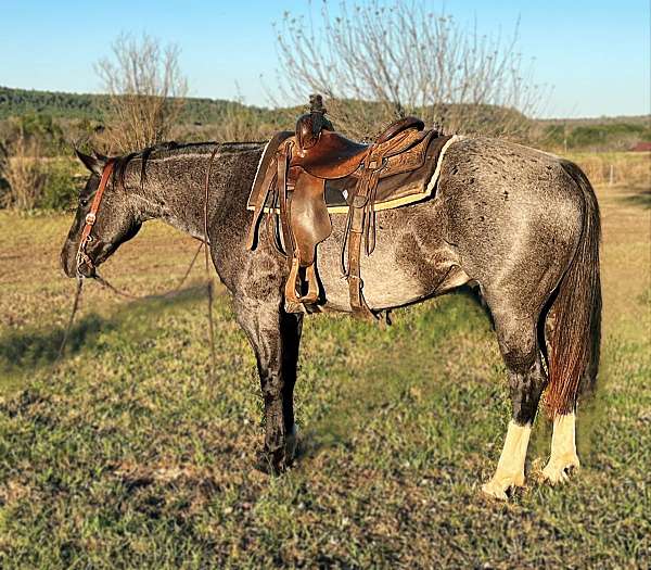 blue-roan-quarter-horse