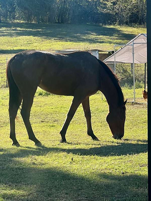 experienced-thoroughbred-horse