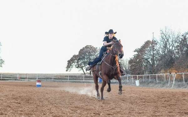 barrel-quarter-horse