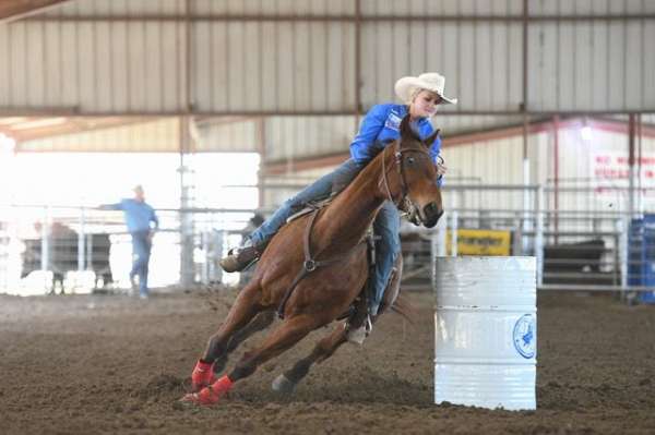 rodeo-quarter-horse