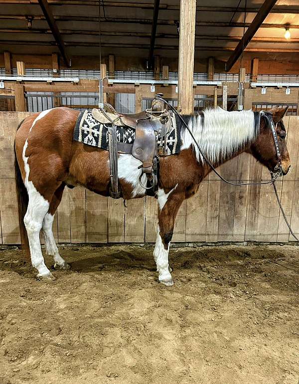 paint-gelding