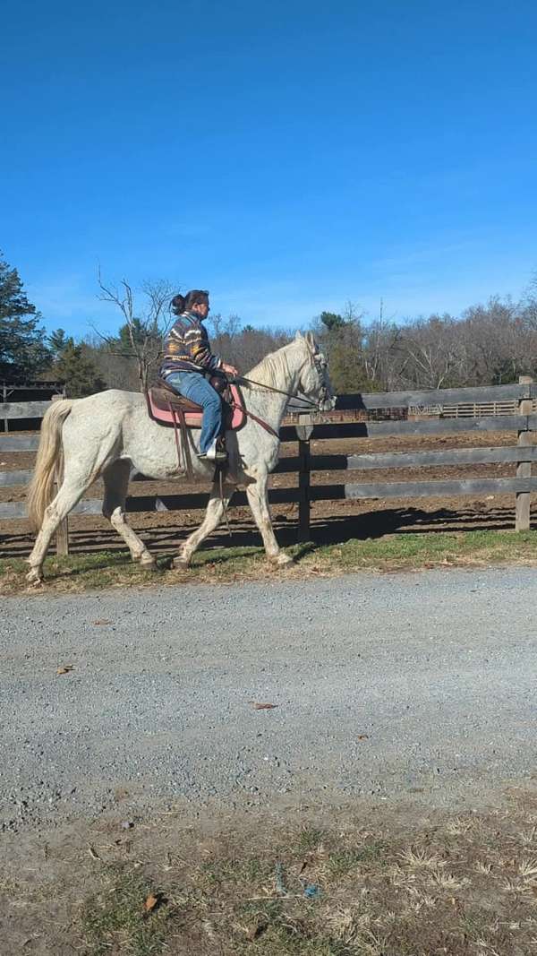 gelding-horse