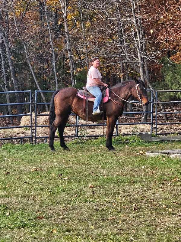 trail-mare-morgan-horse