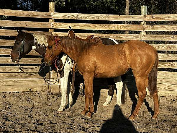 quarter-horse-filly