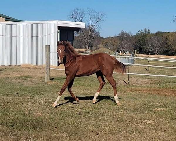 all-around-quarter-horse