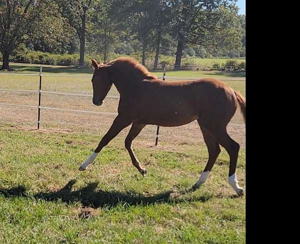 athletic-quarter-horse