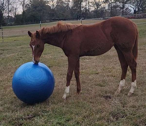 reining-quarter-horse