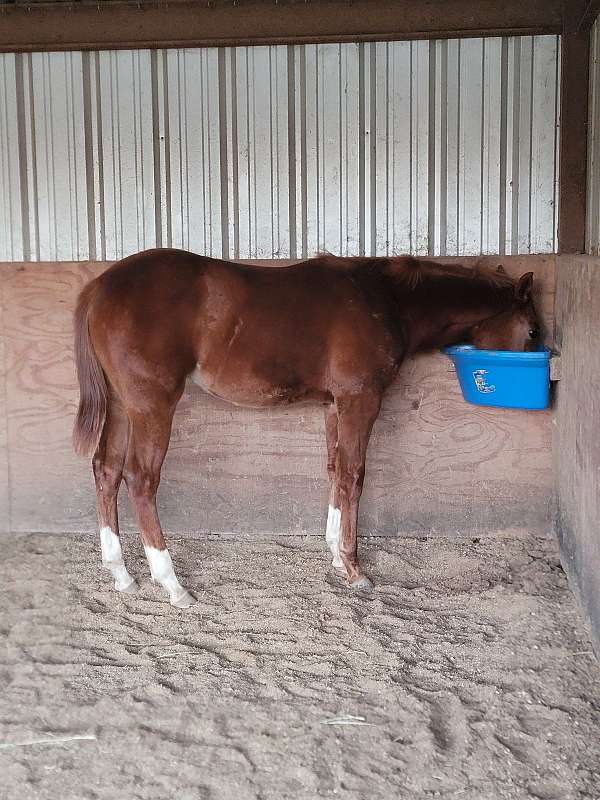 custom-chrome-quarter-horse