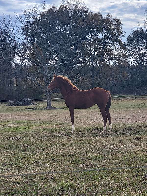 in-hand-filly