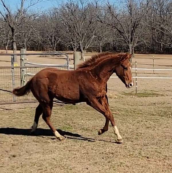 confidence-filly