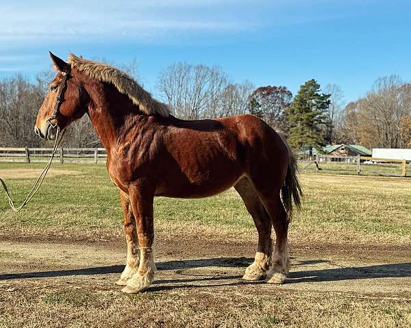 chestnut-belgian-mare