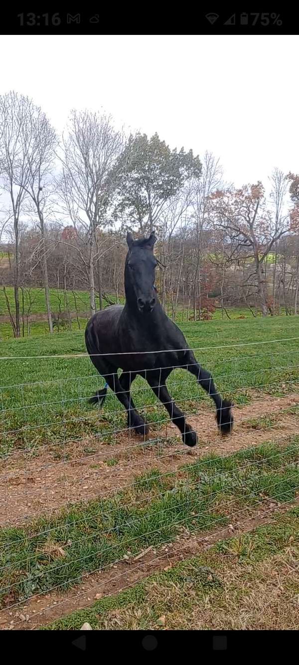 friesian-stallion