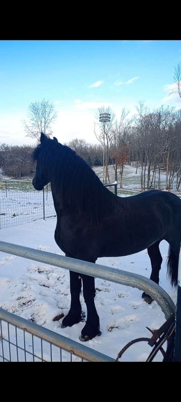 at-stud-friesian-horse