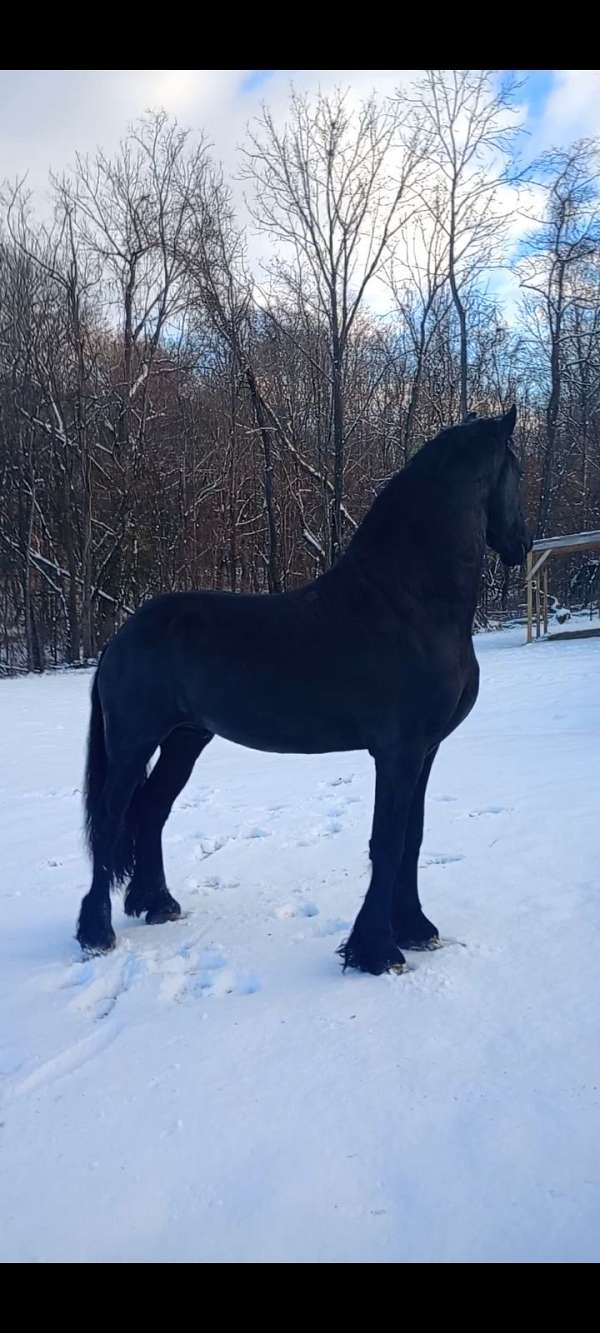 under-500-friesian-horse