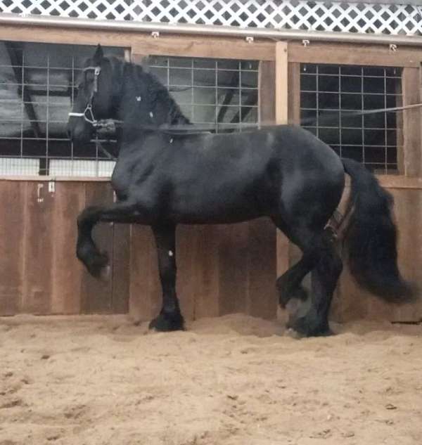 at-stud-friesian-horse