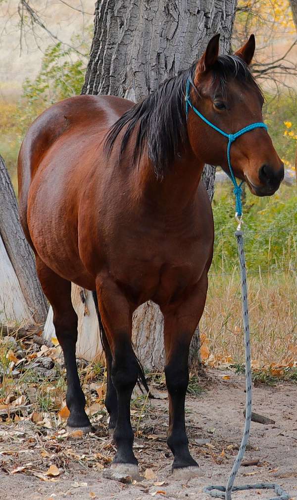 bay-quarter-horse-mare