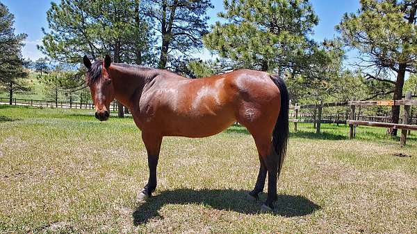 bay-aqha-mare