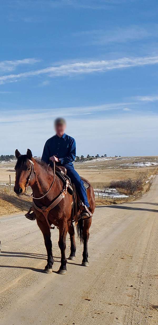 bay-aqha-horse