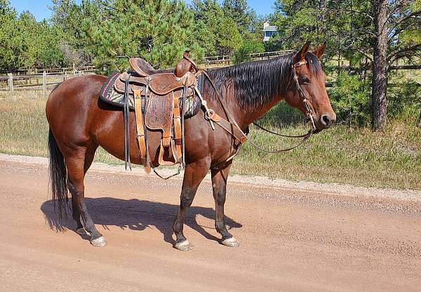 aqha-mare