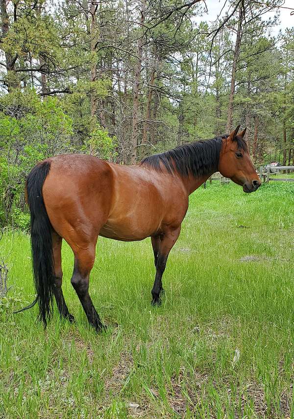 14-hand-quarter-horse-mare