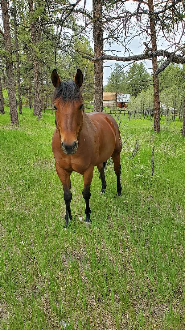 bay-quarter-horse-for-sale