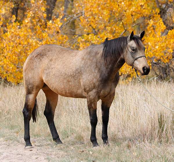 started-under-saddle-quarter-horse